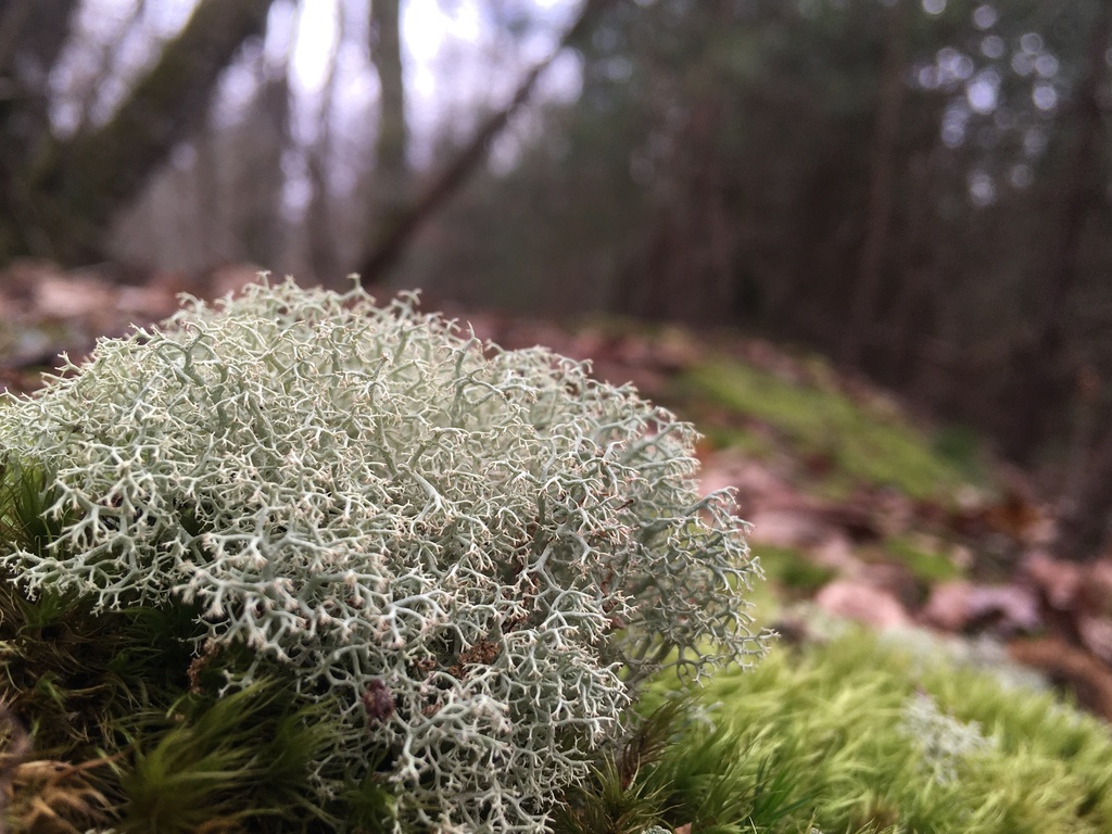 Reindeer Lichen (Fungi - Van Damme, Mendo Nov 2022) · iNaturalist