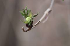 Sambucus sieboldiana