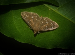 Prorodes mimica