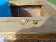 Megachilini