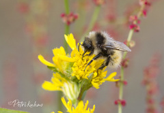 Bombus lapponicus