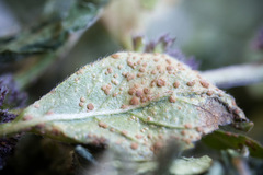 Puccinia menthae