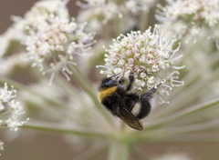 Bombus cryptarum