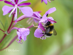 Bombus cryptarum