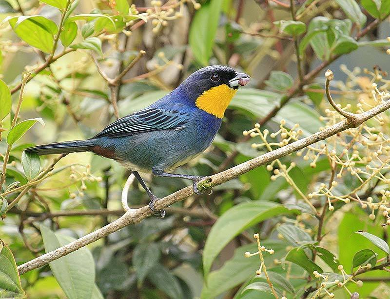 Purplish-mantled Tanager (Iridosornis porphyrocephalus) photo
