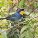 Purplish-mantled Tanager - Photo (c) upupamartin, some rights reserved (CC BY-NC-ND), uploaded by upupamartin