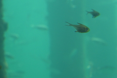 Pempheris multiradiata