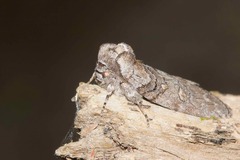 Discophlebia celaena