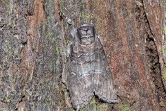 Discophlebia celaena