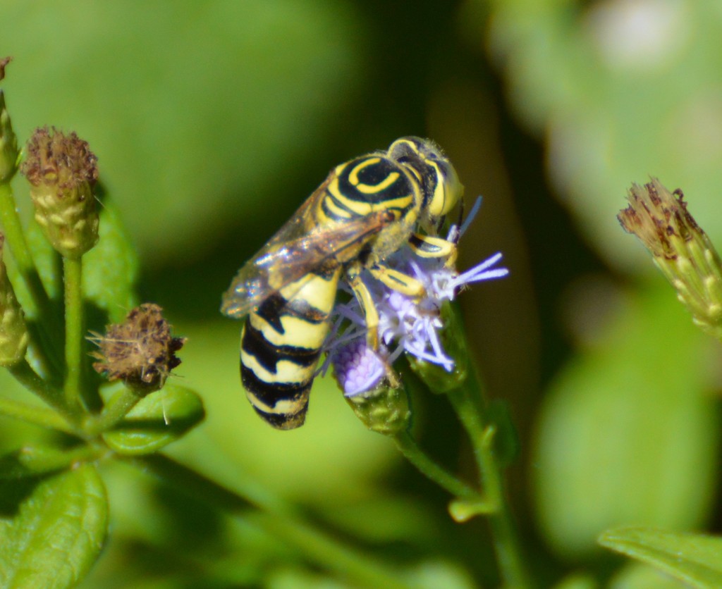 Stictiella pulchella