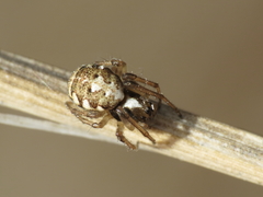 Hypsosinga albovittata