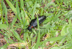 Physomeloe corallifer