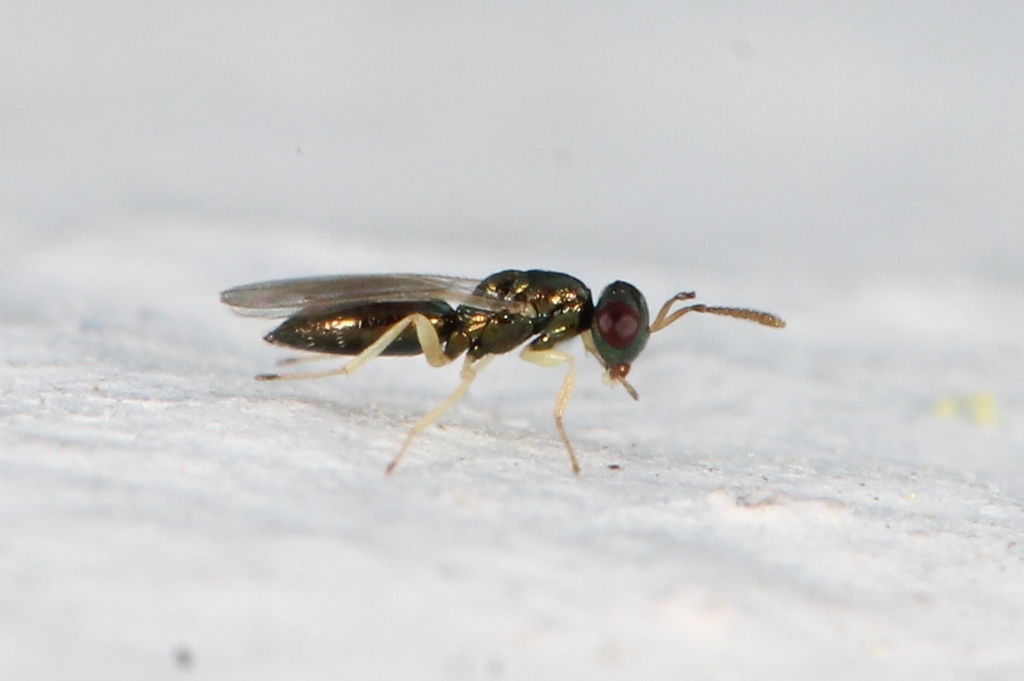 Mesopolobus aequus
