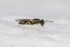 Mesopolobus aequus