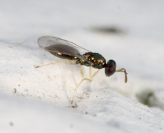 Mesopolobus aequus