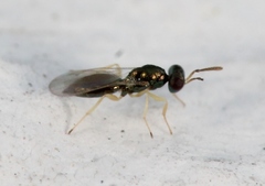 Mesopolobus aequus