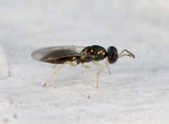 Mesopolobus aequus