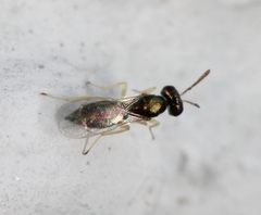 Mesopolobus aequus
