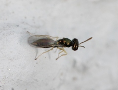Mesopolobus aequus