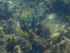 Aplodactylus arctidens