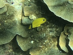 Chaetodon andamanensis