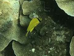Chaetodon andamanensis