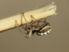 Hypsosinga albovittata