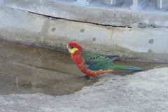 Platycercus icterotis icterotis