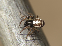 Hypsosinga albovittata