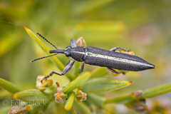 Rhinotia suturalis
