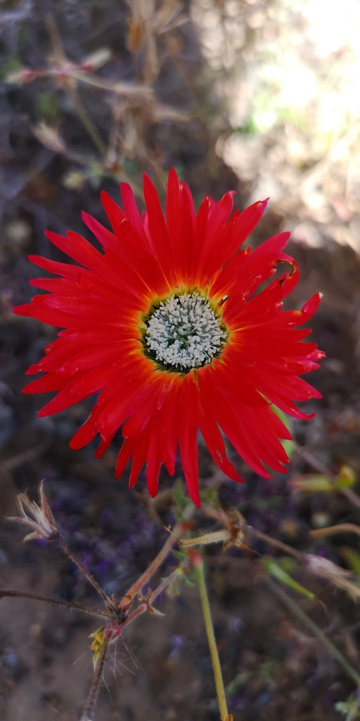 Drosanthemum speciosum 2
