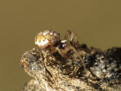 Hypsosinga albovittata