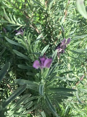 Lavandula stoechas
