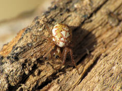 Hypsosinga albovittata