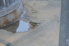 Zosterops lateralis chloronotus