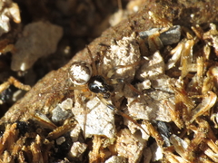 Hypsosinga albovittata