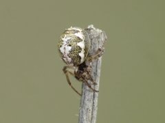 Hypsosinga albovittata