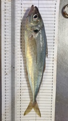 Trachurus picturatus