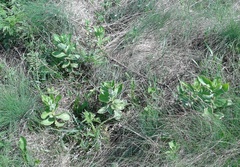 Hylotelephium maximum maximum