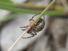 Hypsosinga albovittata