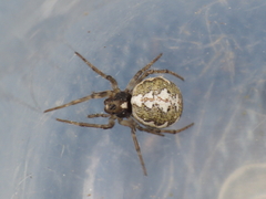 Hypsosinga albovittata