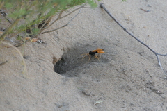 Cryptocheilus australis