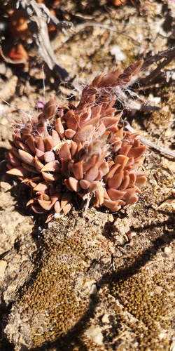 Anacampseros lanceolata
