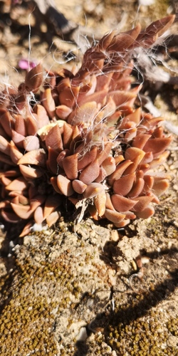 Anacampseros lanceolata