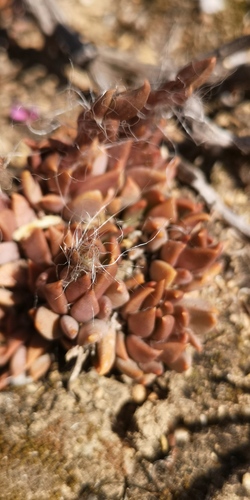 Anacampseros lanceolata