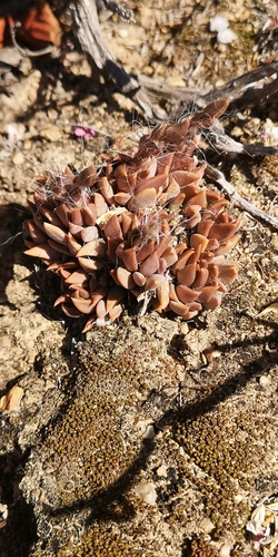 Anacampseros lanceolata