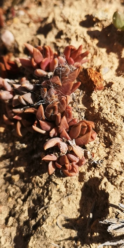 Anacampseros lanceolata