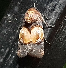 Hampsonodes orbica