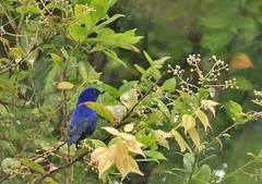 Diglossa indigotica