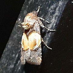 Hampsonodes orbica